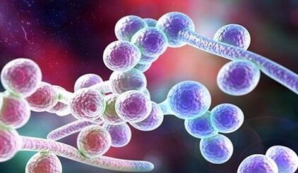 Candida гъбичка